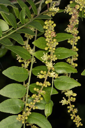 Gleditsia aquatica #69